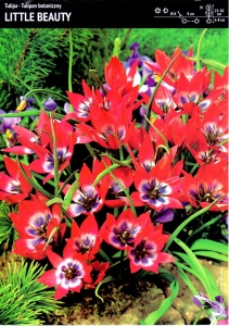Tulipan Little Beauty 20 cebulek
