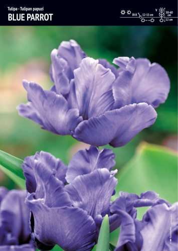 21a05956edb8dbc58abdd8483feb2722