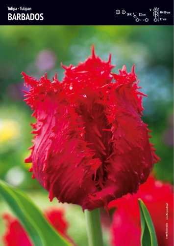 24d19307d39398d456e370cd355971e6