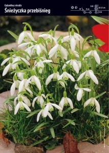 Śnieżyczka przebiśnieg – 20 cebulek