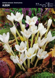 Zimowit jesienny Album 2 sztuki