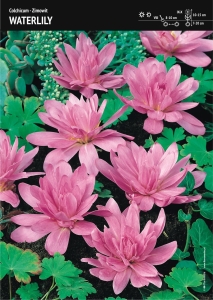 Zimowit Waterlily 2 sztuki