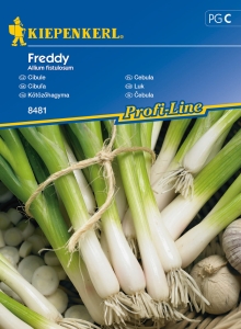 Czosnek dęty / Cebula siedmiolatka 'Freddy'