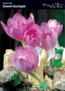 Zimowit bizantyjski (Colchicum) 'Giant' – 5 szt.