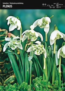 Śnieżyczka przebiśnieg (Galanthus) 'Plenus' – 12 szt.