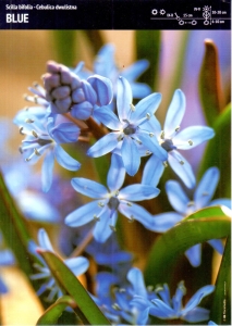 Cebulica dwulistna (Scilla) 'Blue' – 7 szt.