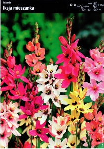 Iksja (Ixia) - Mix – 20 szt.