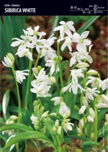 Cebulica (Scilla) 'Sibirica White' – 30 szt.