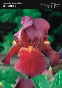 Kosiaciec bródkowy 'Red Zinger' – 1 szt.