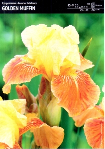 Kosiaciec Bródkowy (Irys Germanica) 'Golden Muffin' – 1 szt.