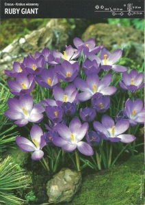 Krokus Tommasiniego 'Ruby Giant' – 15 szt.