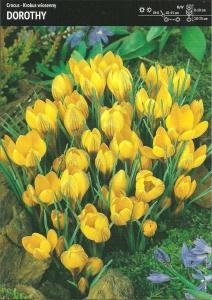 Krokus 'Dorothy' – 15 szt.