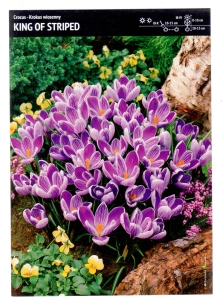 Krokus wielkokwiatowy 'King Of Striped' – 30 szt.