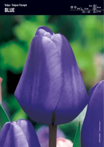 Tulipan 'Triumph Blue' – 15 szt.