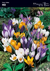 Krokus wielkokwiatowy - Mix – 30 szt.