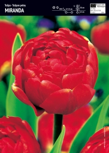 Tulipan pełny czerwony Miranda 10 szt.