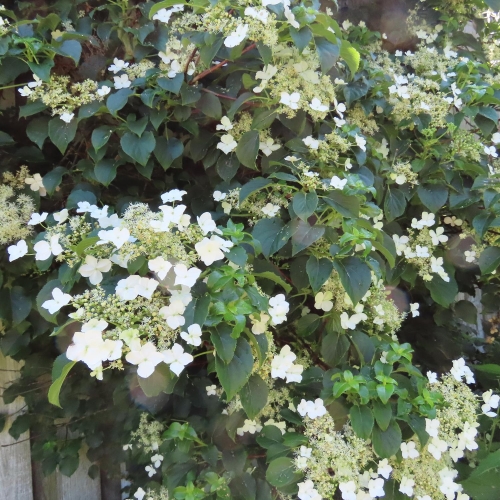 Hortensja Pnąca- Hydrangea anomala subsp. petiolaris (Copy).jpg