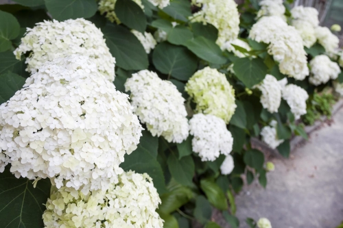 Hortensja Drzewiasta- Hydrangea arborescens Annabelle (Copy).jpg
