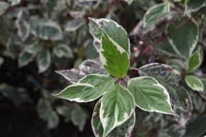 Dereń Biały 'Sibrica Variegata' – Sadzonka 40 - 50 cm