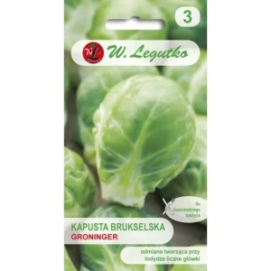 Brukselka 'Groninger'