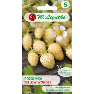 Poziomka Żółta 'Yellow Wonder'