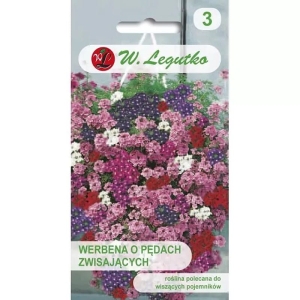 Werbena o Pędach Zwisających