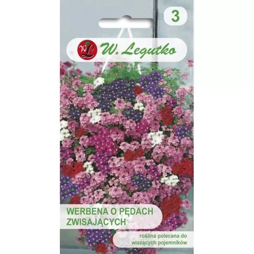 Werbena o Pedach Zwisajacych, ZielonyOgrodek.jpg