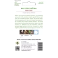 pak choi 1.webp