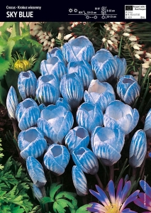 Krokus Wielkokwiatowy 'Sky Blue' – 3 szt