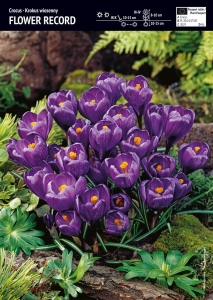 Krokus Wielkokwiatowy 'Flower Record' – 3 szt