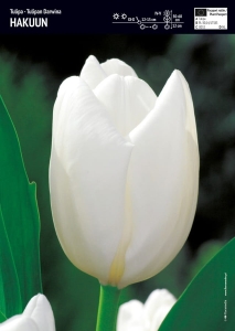 Tulipan biały 'Hakuun' – 3 szt