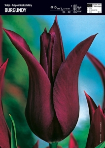Tulipan fioletowy liliokształtny 'Burgundy' – 3 szt