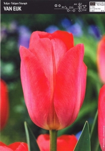 Tulipan czerwony 'Van Eijk' – 3 szt