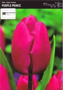 Tulipan fioletowy 'Purple prince' – 3 szt