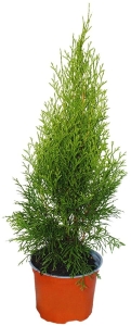 Tuja Żywotnik Zachodni 'Smaragd' – Sadzonka 70-100 cm