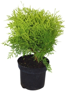 Tuja / Żywotnik Zachodni 'Danica' – Sadzonka 30-40 cm