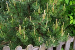 Sosna Górska Kosodrzewina 'Mughus' – Sadzonka 10-15 cm