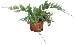 Jałowiec Wirginijski 'Hetz' – Sadzonka 30-40 cm