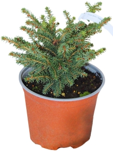 Świerk Pospolity 'Nidiformis' – Sadzonka 10-15 cm