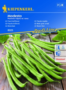 Fasola krzewiasta 'Modesto' - Nasiona - Kiepenkerl