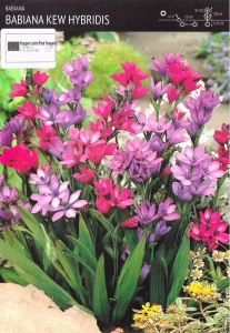 Babiana Kew Hybridis - 5 szt.