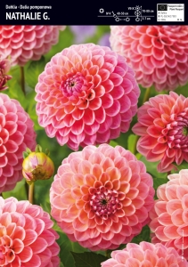 Dalia Pomponowa Nathalie G - 1 szt.