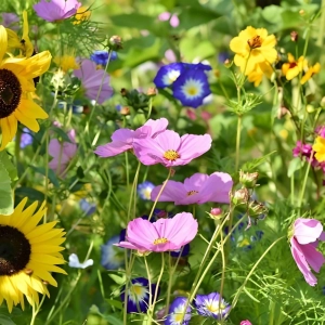 Łąka Kwietna  – Nasiona – Sumin