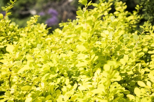 103656_Berberys Thunberga Aurea (Berberis Thunbergii Aurea).jpg