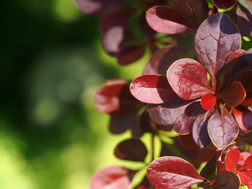 103657_Berberys Thunberga Bagatelle (Berberis Thunbergii Bagatelle).jpg