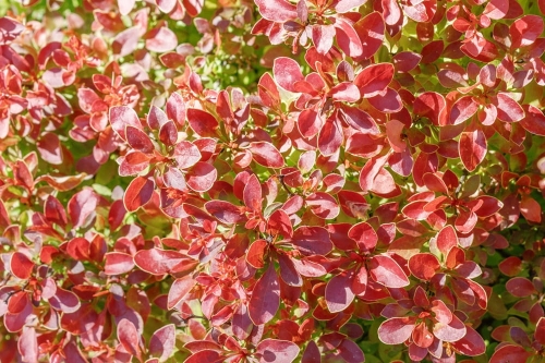 103660_Berberys Thunberga Coronita (Berberis Thunbergii Coronita).jpg