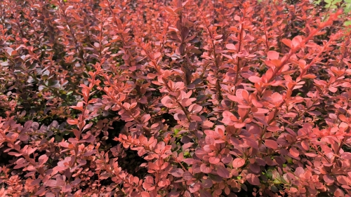 103686_Berberys Thunberga Red Pilar (Berberis Thunbergii Red Pilar).jpg