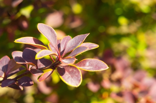 103688_Berberys Thunberga Rose Glow (Berberis Thunbergii Rose Glow).jpg