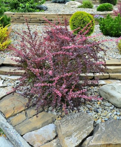 103685_Berberys Thunberga Pink Queen (Berberis Thunbergii Pink Queen).jpg