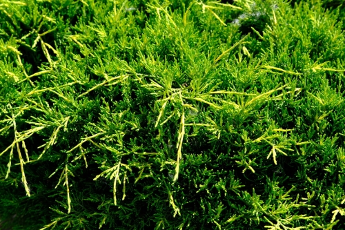 103438_Jałowiec Płożący Andorra Compact (Juniperus Horizontalis Andorra Compact) 20-30 cm C2.jpg